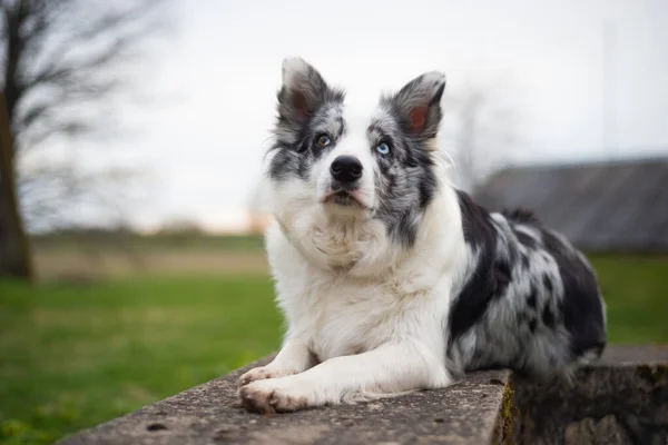 Gräns Collie Ligger Betongkonstruktioner Vid Solnedgången — Stockfoto