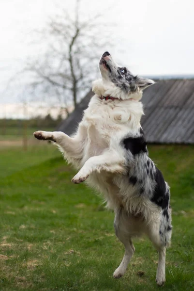 Fekete Fehér Collie Két Hátsó Lábon Áll Zöld Fűben — Stock Fotó