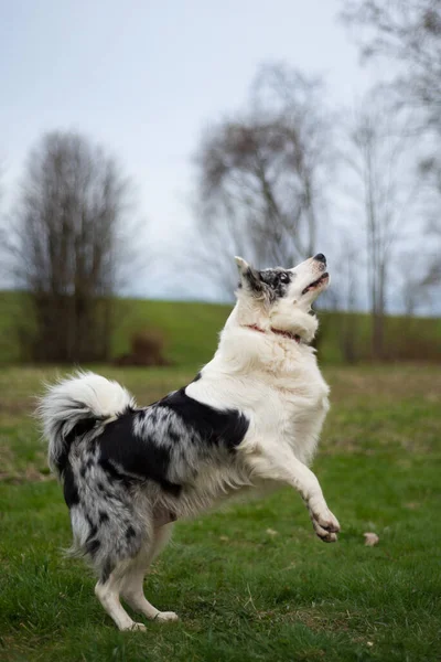 Collie Frontière Noir Blanc Sautant Sur Herbe Verte — Photo