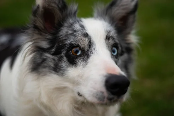 Portrait Gros Plan Collie Bordure Noir Blanc Aux Yeux Marron — Photo