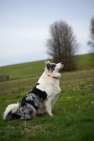 Noir Blanc Bordure Collie Est Assis Sur Herbe Verte — Photo