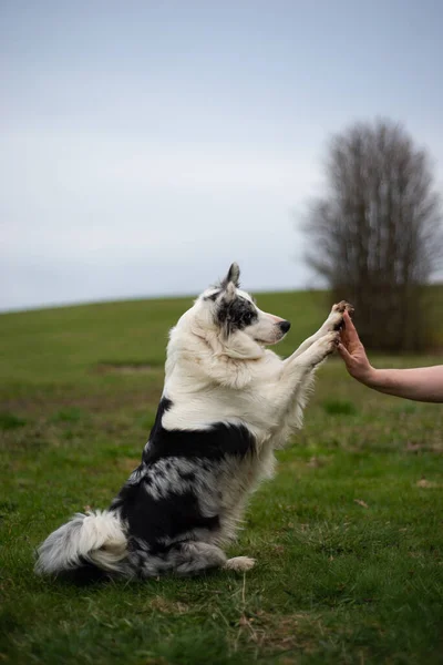 Siyah Beyaz Kenarlı Çoban Köpekleri Yeşil Çimlerdeki Sahibesine Her Iki — Stok fotoğraf
