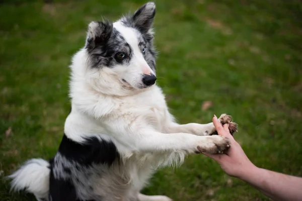 Fekete Fehér Határ Collie Mindkét Mancsát Hostess Zöld — Stock Fotó