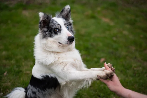 Czarny Biały Obwódka Collie Daje Obie Łapy Gospodyni Zielonej Trawie — Zdjęcie stockowe