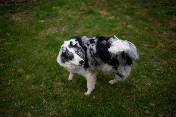 Negro Blanco Borde Collie Jugando Hierba Verde — Foto de Stock