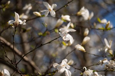 İlkbaharda güzel manolya ağaçları çiçek açar. Manolya çiçeği. Romantik yaratıcı tonlu çiçek arkaplanı.