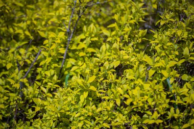 Baharda bahçe ve arka plan fikirleri için yeşil bitki duvarı