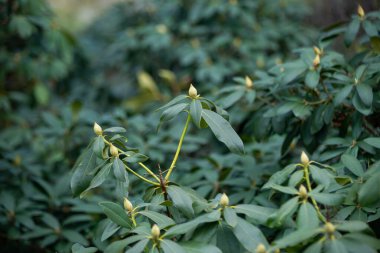 yeşil yaz çayırları çiçek ve çimenlerle soyut desen