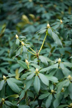 yeşil yaz çayırları çiçek ve çimenlerle soyut desen