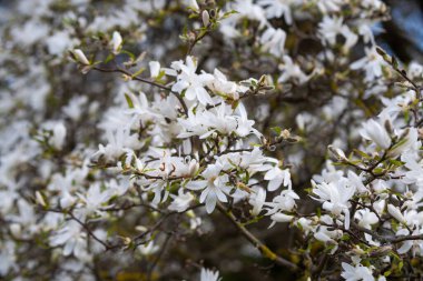 Magnolia x Loebneri 'nin çiçek açtığı bahar günü