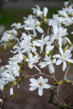 Magnolia x Loebneri 'nin çiçek açtığı bahar günü