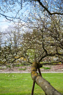 Magnolia x Loebneri 'nin çiçek açtığı bahar günü