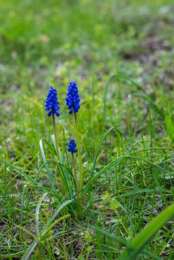 Çayırdaki mavi küçük çiçekler, yeşil çimlerin arkasında beni unutma. Çiçekli bahar çiçeği arka planı. Boş kopyalama alanı, seçici odak.