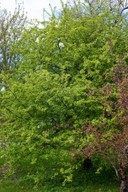 Yeşil yapraklı yeşil ağaç, kırmızı yapraklı ağacın yanında..