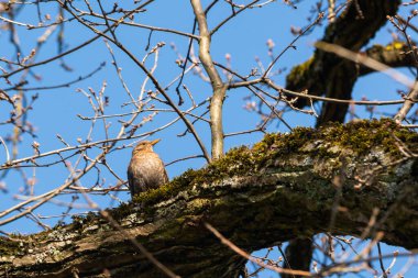 Mavi gökyüzüne karşı bir ağaç dalında oturan sıradan bir karatavuğun portresi.