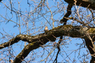 Mavi gökyüzüne karşı bir ağaç dalında oturan sıradan bir karatavuğun portresi.
