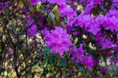 İlkbaharda Rhododendron melezi 'Peter John Mezitt' çiçekler.
