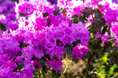 İlkbaharda Rhododendron melezi 'Peter John Mezitt' çiçekler.