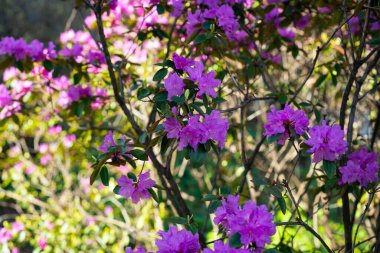 Bir sürü güzel çiçekli mor çalı çalısı.
