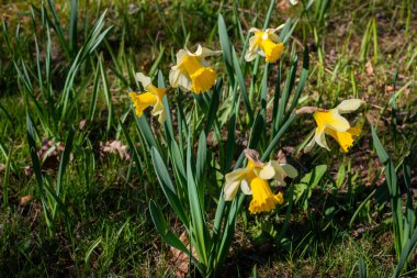 Nisan 'da bahçede sarı çekirdekli beyaz narsistler çiçek açtı. Geniş bir narsist tarlası. Bahar beyaz ve sarı çiçekler.