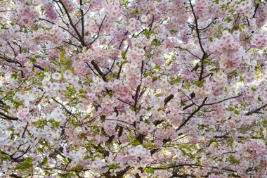 Güzel çiçek açan Japon kirazı, Sakura. Bir bahar günü çiçeklerle dolu bir arka plan. Makro fotoğrafçılık
