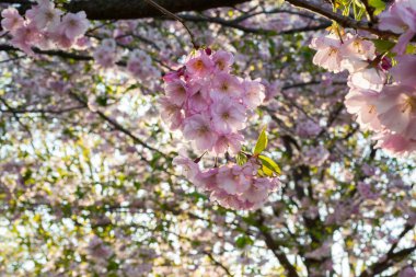 Güzel çiçek açan Japon kirazı, Sakura. Bir bahar günü çiçeklerle dolu bir arka plan. Makro fotoğrafçılık