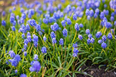 Vahşi mavi bahar çiçekleri, kır çiçekleri küçük çiçekler, bulanık arka plan bir sürü çiçek.