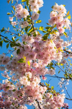 Güzel çiçek açan Japon kirazı, Sakura. Bir bahar günü çiçeklerle dolu bir arka plan. Makro fotoğrafçılık