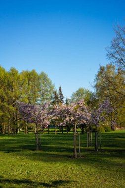Güzel çiçek açan Japon kirazı, Sakura. Bir bahar günü çiçeklerle dolu bir arka plan. Makro fotoğrafçılık