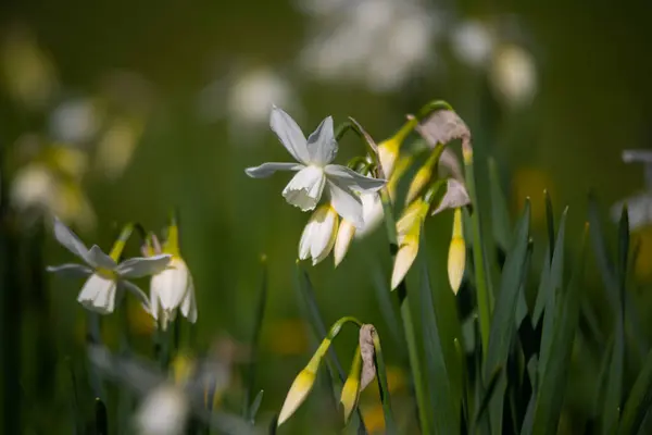 Белый Нарцисс Желтым Ядром Цветет Саду Апреле Большое Поле Нарцисса — стоковое фото