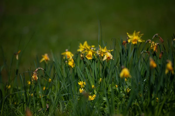 Желтый Нарцисс Narcissus Poeticus Желтой Сердцевиной Цветет Саду Апреле Большое — стоковое фото