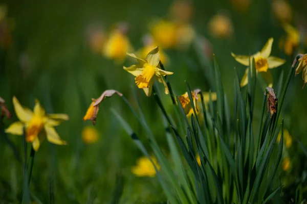 Žluté Narcisy Narcis Poeticus Žlutým Jádrem Kvetoucím Zahradě Dubnu Velké — Stock fotografie