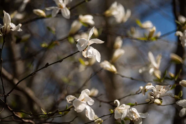 Schöne Magnolienblüten Frühling Jentle Magnolienblüte Romantische Kreative Getönten Floralen Hintergrund — Stockfoto