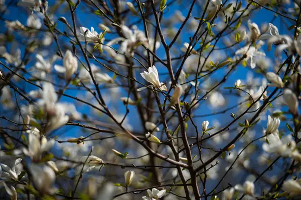 Białe Kwiaty Magnolii Błękitnym Tle Nieba — Zdjęcie stockowe