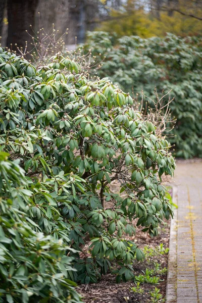 Arbusto Con Hojas Verdes Brotes Parque Junto Sendero Pavimentado —  Fotos de Stock