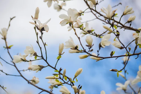 Piękne Drzewa Magnolii Kwitną Wiosną Jentle Kwiat Magnolii Przed Zachodem — Zdjęcie stockowe