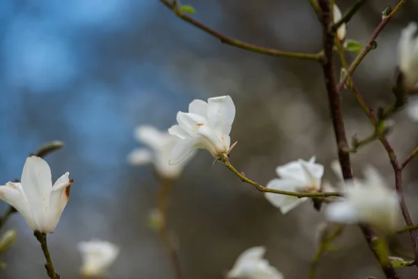 Piękne Drzewa Magnolii Kwitną Wiosną Kwiat Magnolii Jentle Romantyczny Twórczy — Zdjęcie stockowe