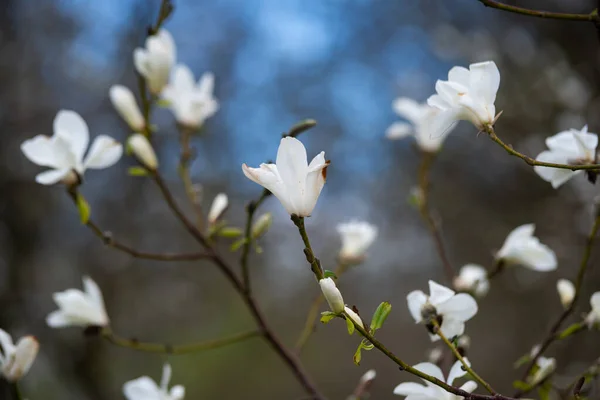 Piękne Drzewa Magnolii Kwitną Wiosną Kwiat Magnolii Jentle Romantyczny Twórczy — Zdjęcie stockowe