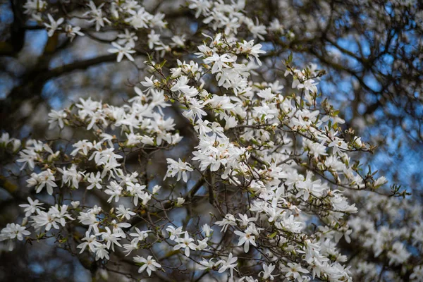 Hermoso Árbol Magnolia Florece Primavera Jentle Flor Magnolia Fondo Floral —  Fotos de Stock
