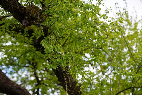 Små Trädgrenar Våren Neutral Suddig Bakgrund Abstrakt Med Färska Gröna — Stockfoto