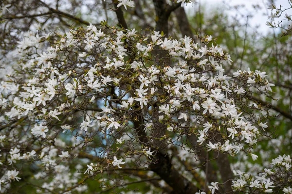 Beaux Magnolias Fleurissent Printemps Une Fleur Magnolia Romantique Fond Floral — Photo