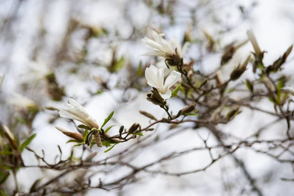 Kwiaty Magnolia Loebneri Kwitną Wiosną — Zdjęcie stockowe