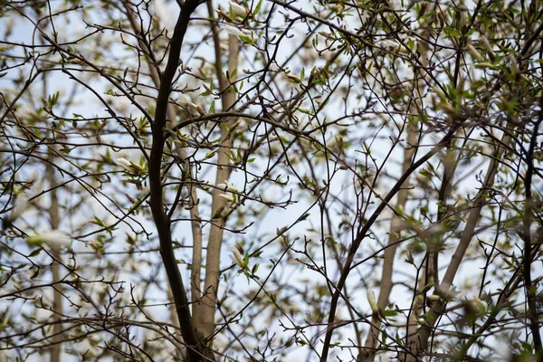 Blommor Magnolia Loebneri Blomma Vårdag — Stockfoto