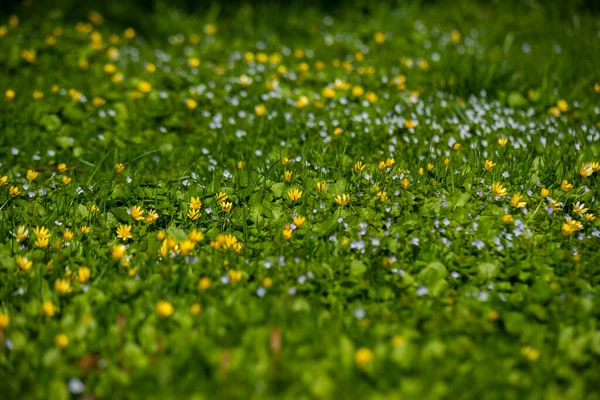 Zöld Nyár Rét Elvont Textúra Sárga Virágok — Stock Fotó