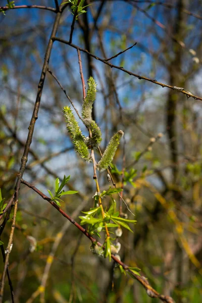 Primo Piano Ape Fiore Con Setole Verdi Foglie Verdi Sole — Foto Stock