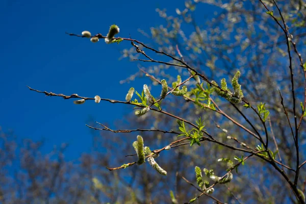 Close Flowering Bee Green Bristles Green Leaves Spring Sun — Stock Photo, Image