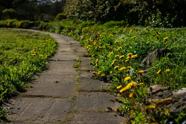 混凝土板坯人走在黄黄的蒲公英的小径上 绿草丛生 石子丛生 — 图库照片