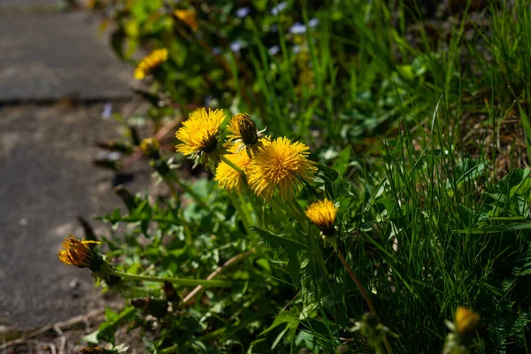 色彩艳丽的春天草甸 绿色背景上有黄色的蒲公英 夏天的自然质感 — 图库照片