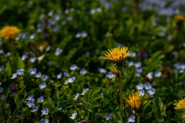 緑の芝生の牧草地で黄色の種の花 緑の背景に黄色のタンポポ マクロ写真に最適です — ストック写真