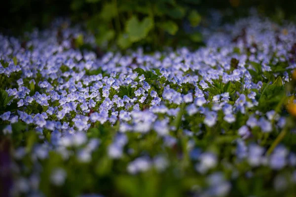 Campo Flores Azuis Nemophila Primavera Dia Ensolarado — Fotografia de Stock